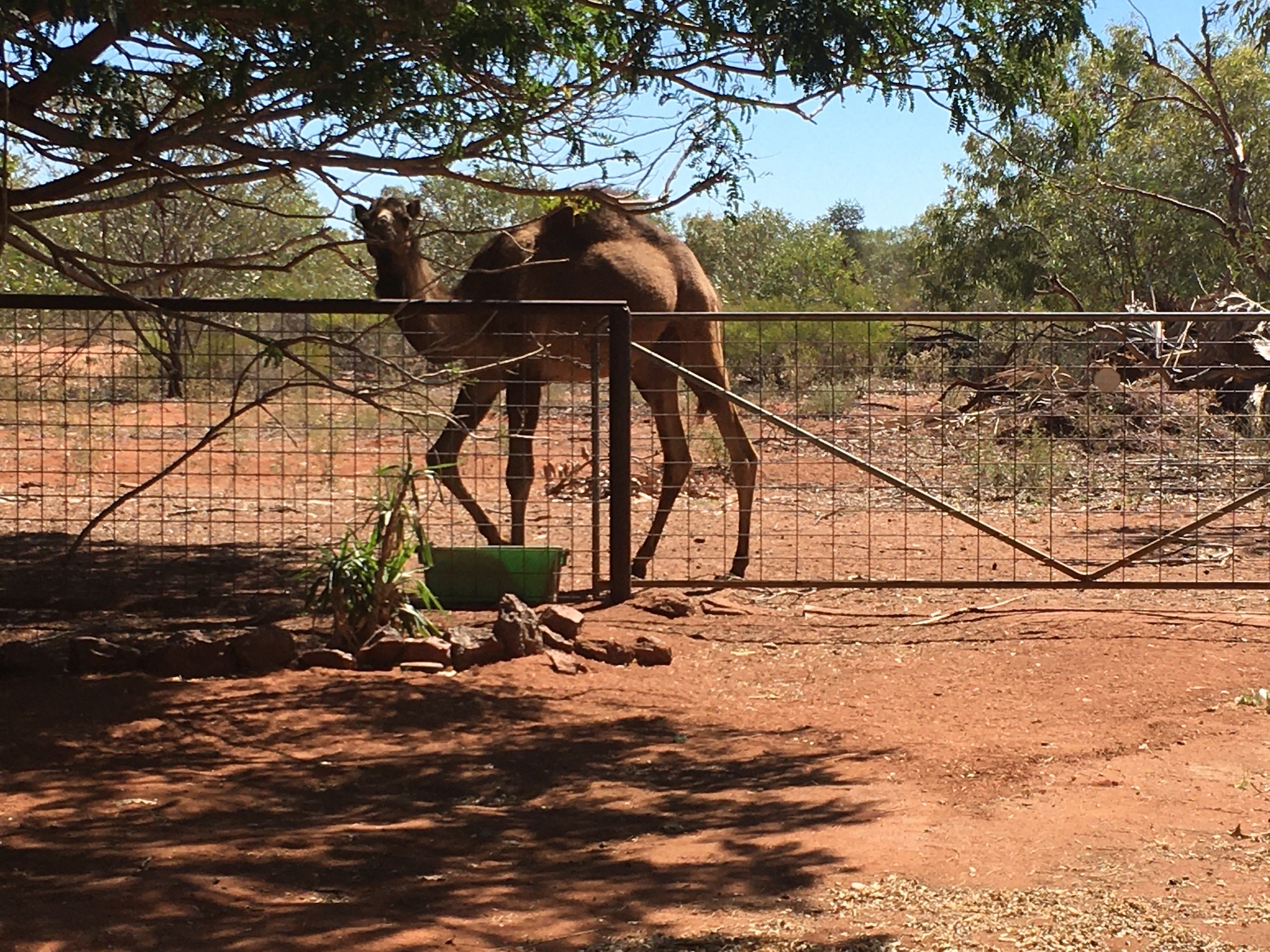 2020-07-31 Camel at Indee station 