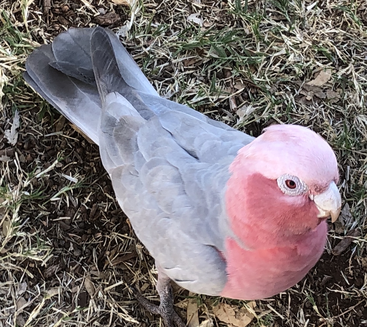 2020-07-25  Galah at Tom Price, WA