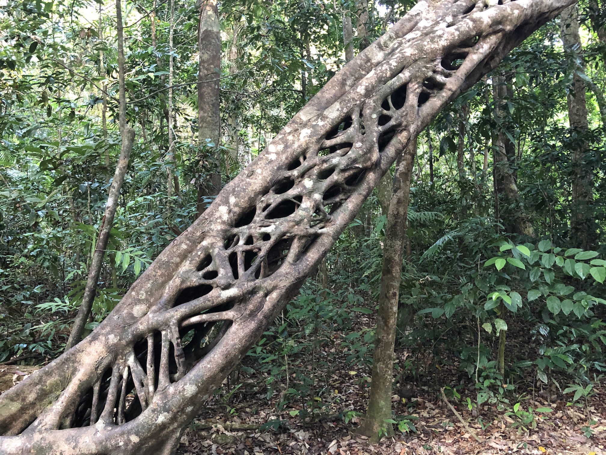 2020-10-28 Natural design in the Daintree rainforest