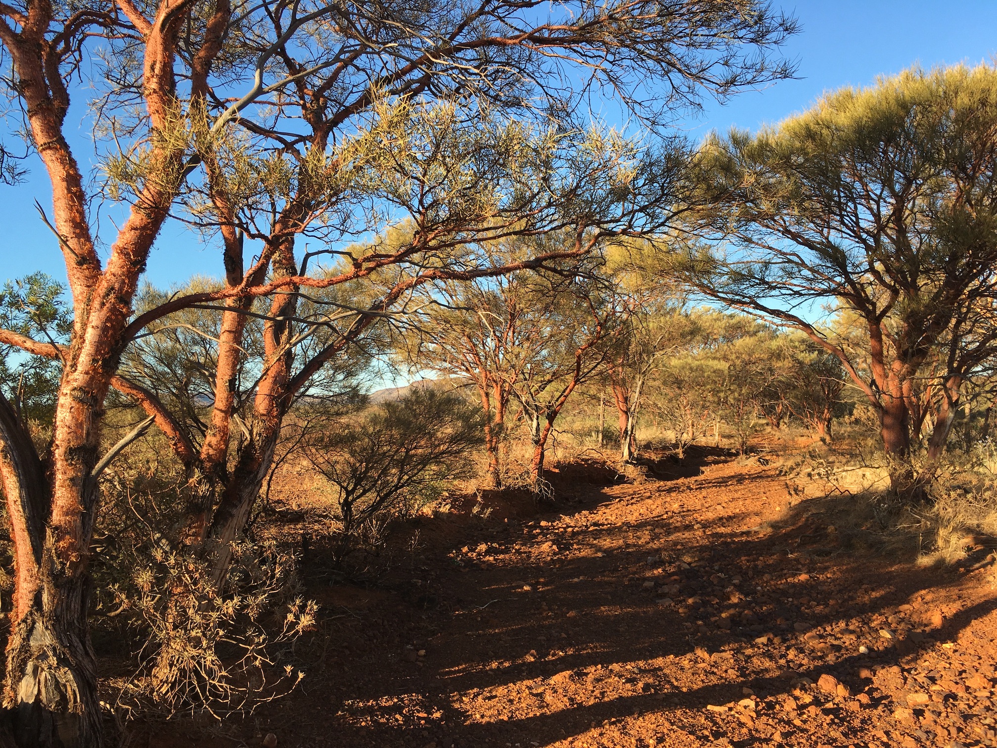 2020-07-09  9July Dried creek bed in the outback