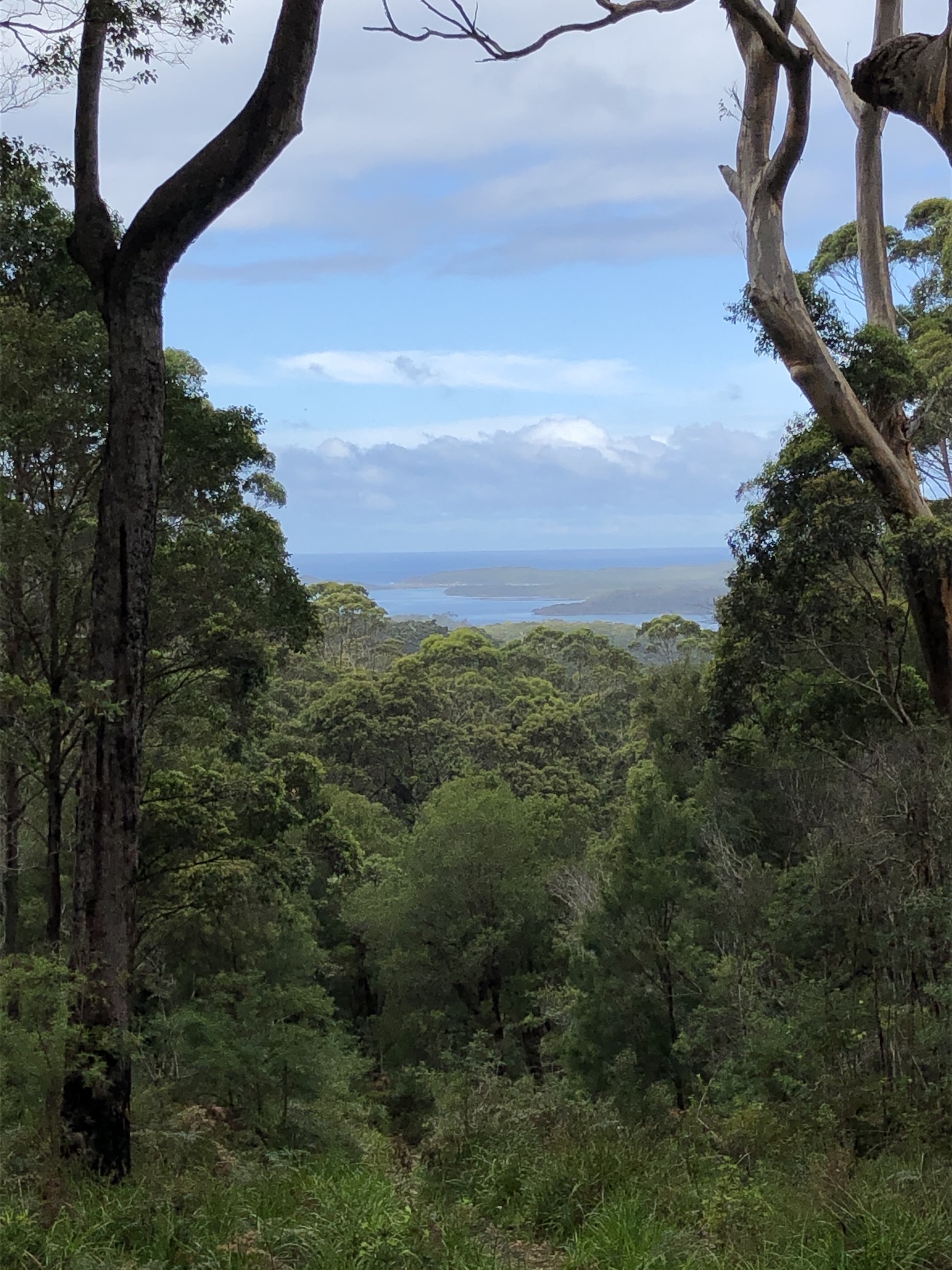 2020-03-31a View from lovely tall Gt Southern forest, over to Nornalup Inlet leading to sea