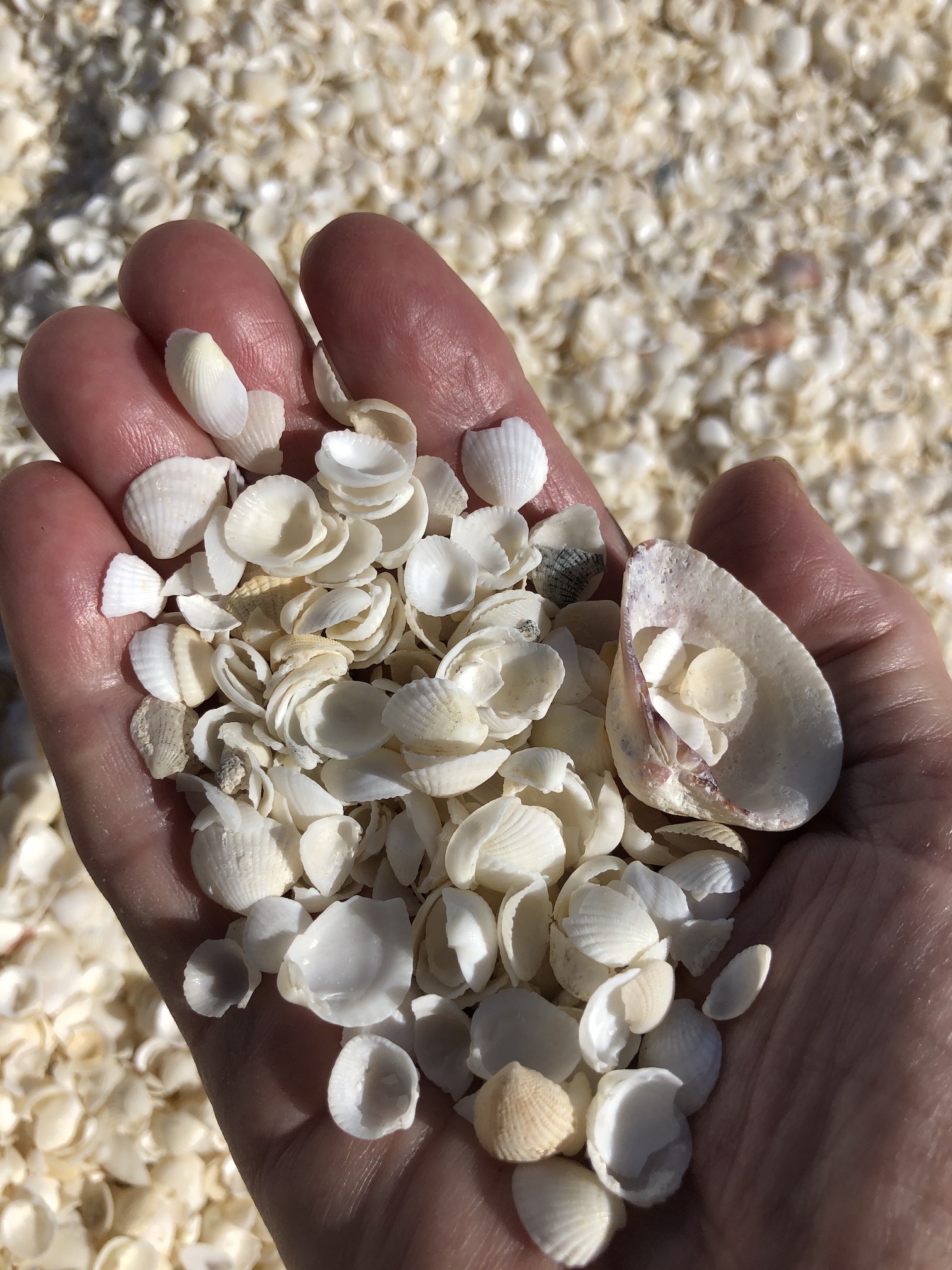 2020-07-03  A beach made only of fine white shells