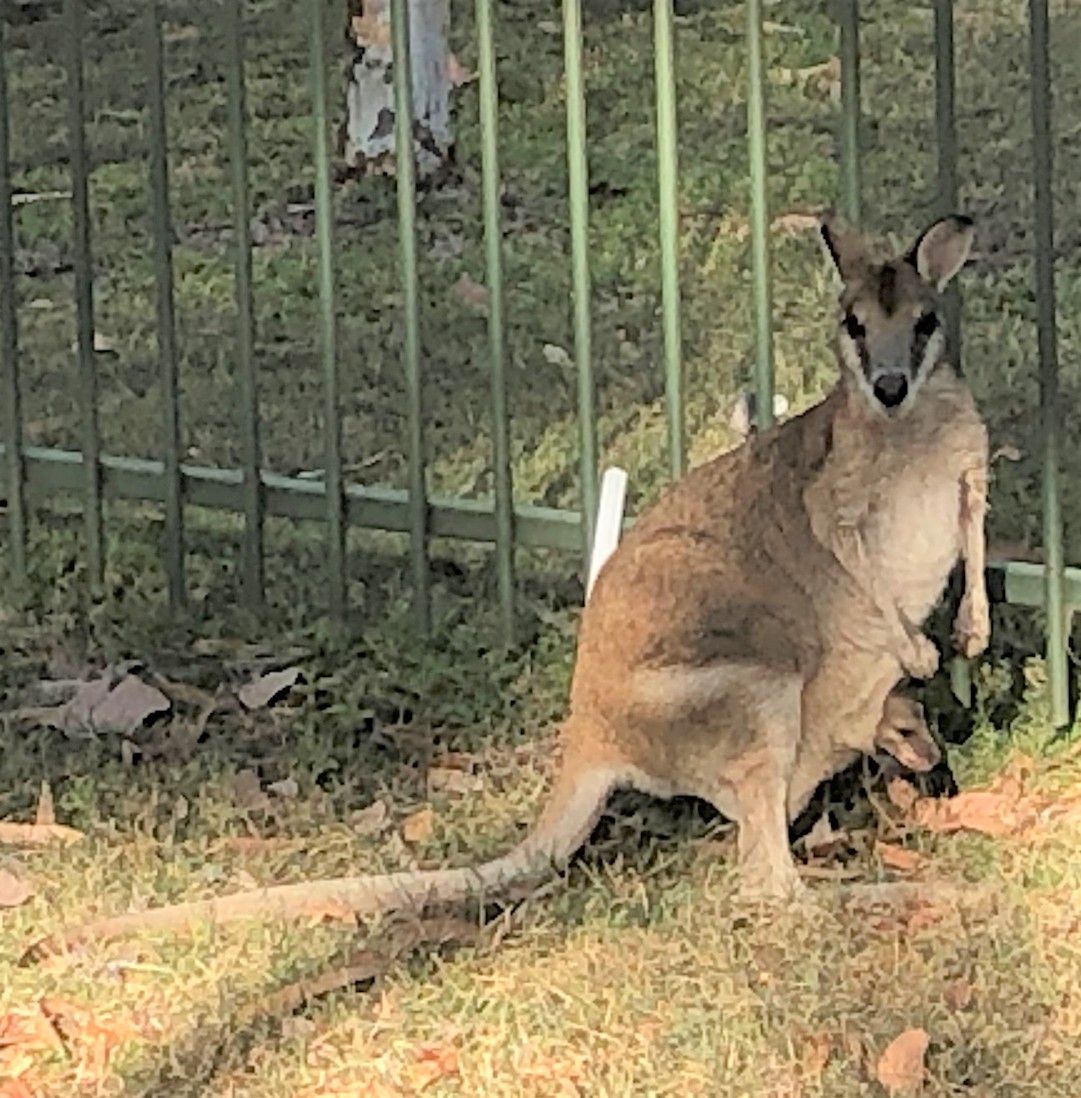 2020-08-15 Wallaby & joey, Katherine