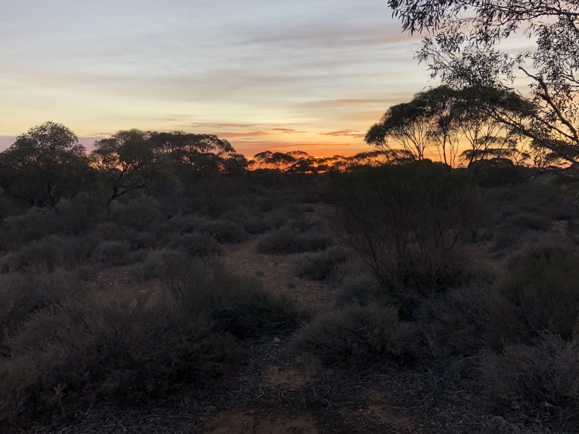 2020-03-28 Overnight WA stop between Cocklebiddy & Madura