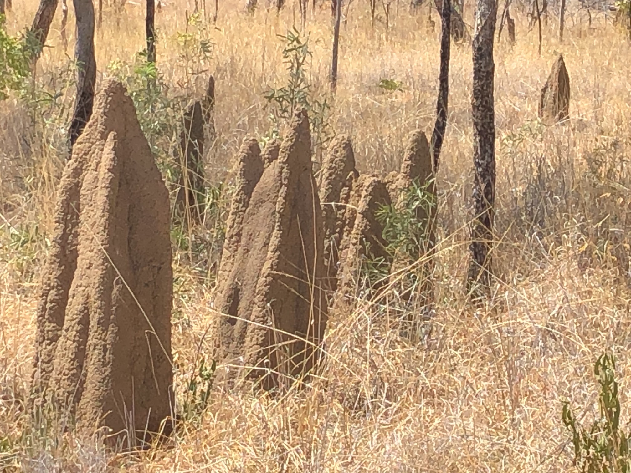 2020-08-16  Termite mounds by Stuart Highway, NT